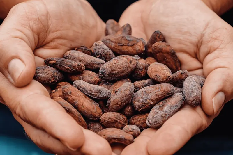 notícia: Inova Sociobio destinará até R$ 2,4 milhões para fortalecer sociobiodiversidade no Pará