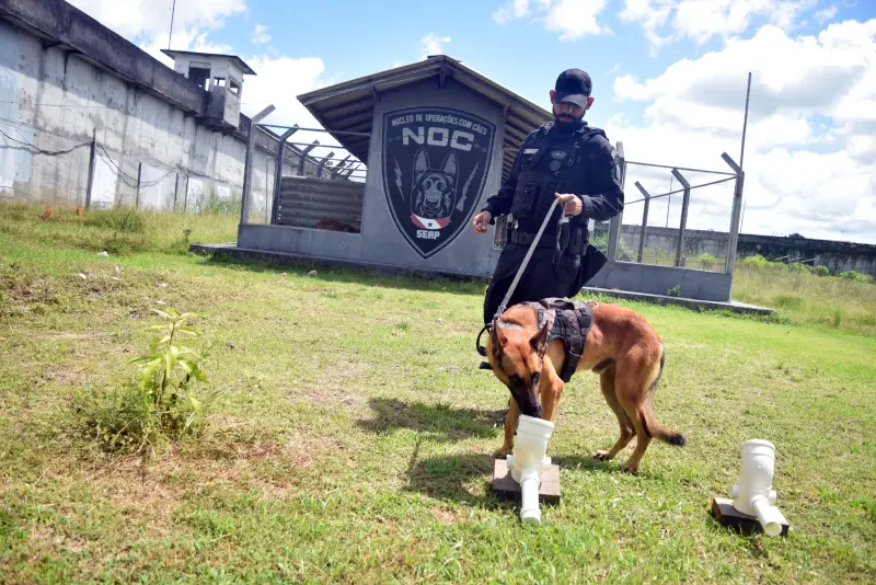 notícia: Segurança nas unidades penais do Pará é garantida com auxílio crucial do Núcleo de Operações com Cães (NOC) da Seap 