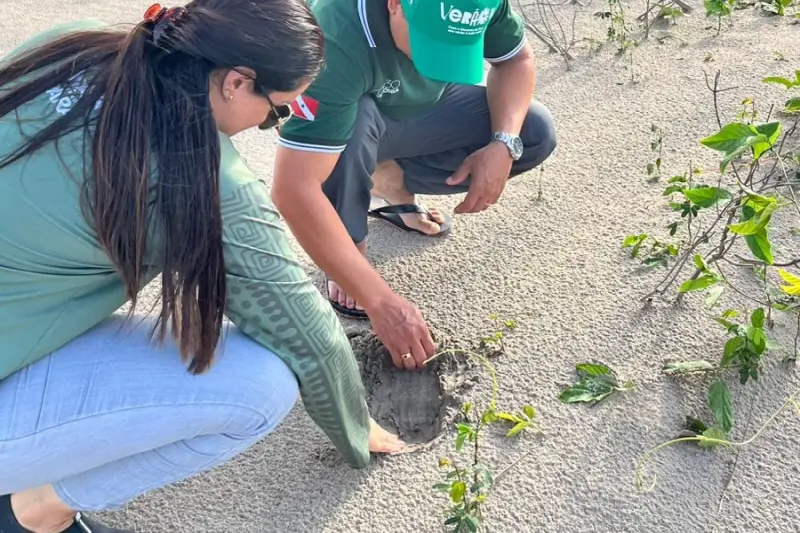 notícia: Berçário de quelônios em Soure é alvo de estudo inédito do Ideflor-Bio no Marajó