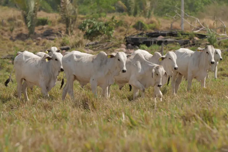 notícia: Adepará faz última convocação para atualização cadastral dos rebanhos