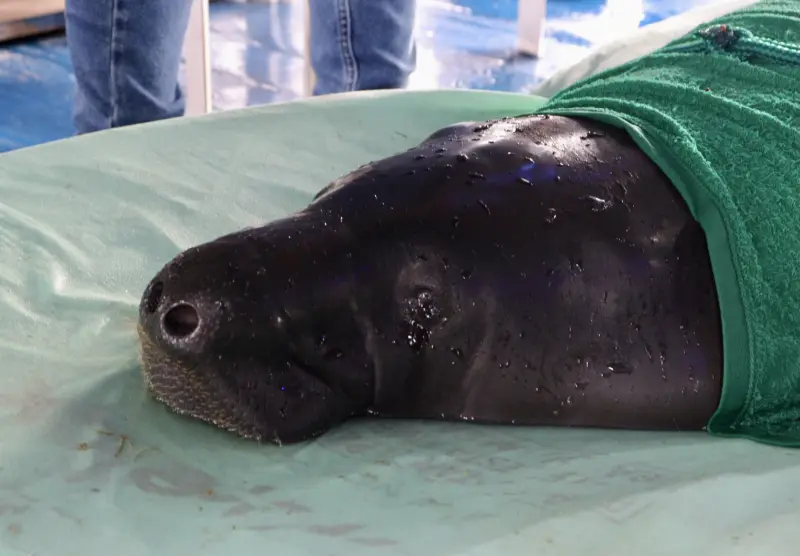 notícia: Peixes-boi reabilitados retornam à natureza com apoio da Semas no oeste do Pará