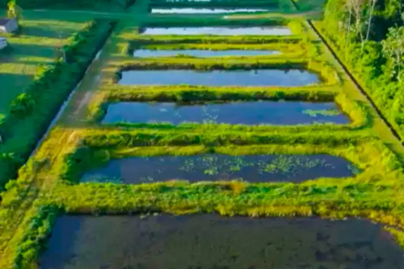 notícia: Governo fortalece apoio à piscicultura no oeste do Pará  