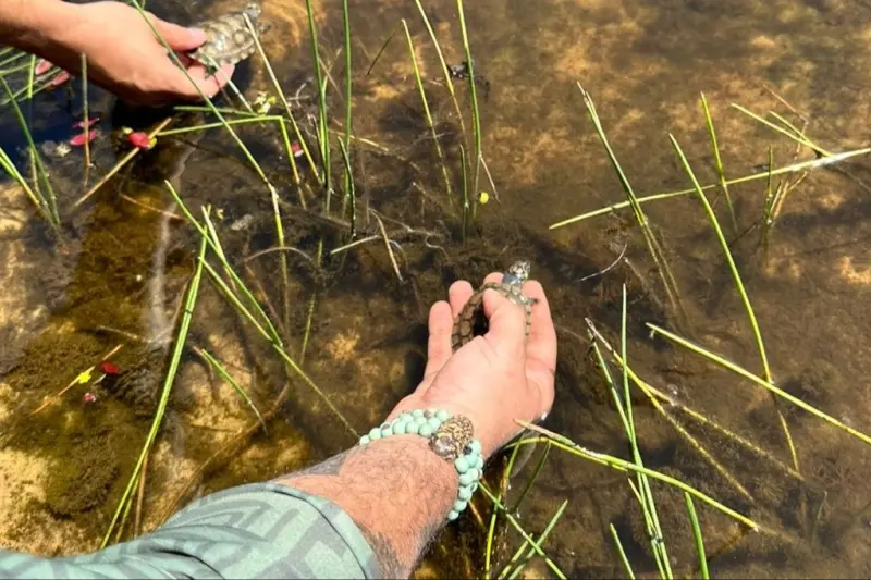 notícia: Soltura de 140 quelônios marca celebração à vida e à natureza em Salvaterra no Marajó