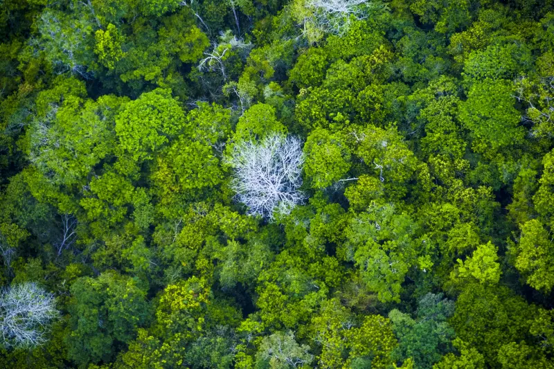 notícia: Audiência pública vai debater novas áreas protegidas estaduais na Ilha do Marajó