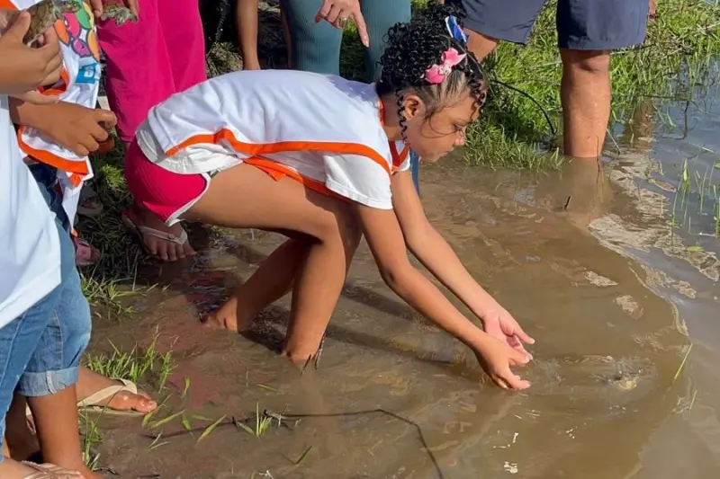 notícia: Soltura de quelônios reforça educação ambiental em Soure, no Marajó