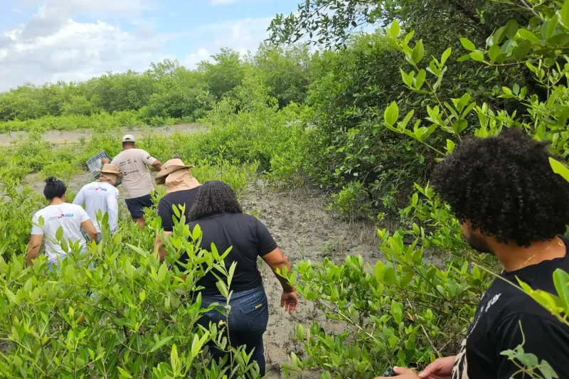 notícia: Ação integrada celebra o Mês da Proteção aos Manguezais com plantio em área degradada de Bragança