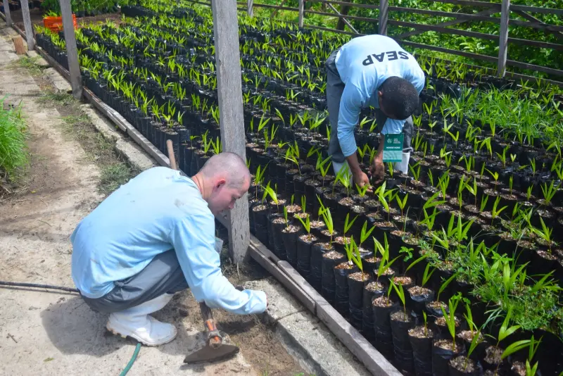 notícia: Pessoas Privadas de Liberdade cultivam 50 mil mudas de plantas para o período da COP 30