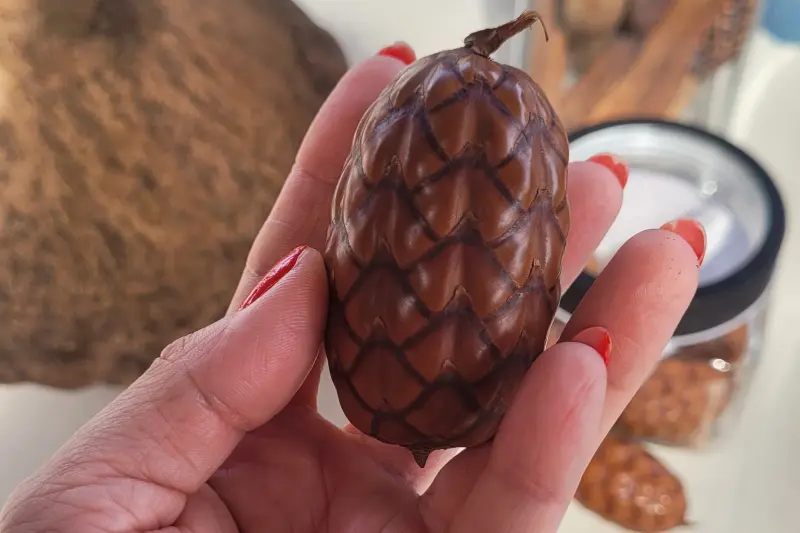 notícia: Capacitação em manejo de sementes florestais fortalece políticas de restauração no Pará