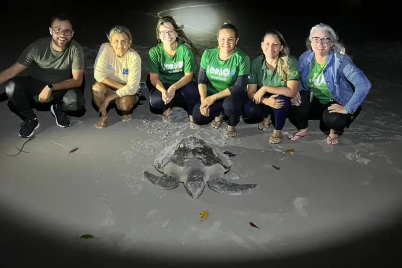 notícia: Ações em Algodoal e Salinas reforçam conservação de tartarugas marinhas no litoral 