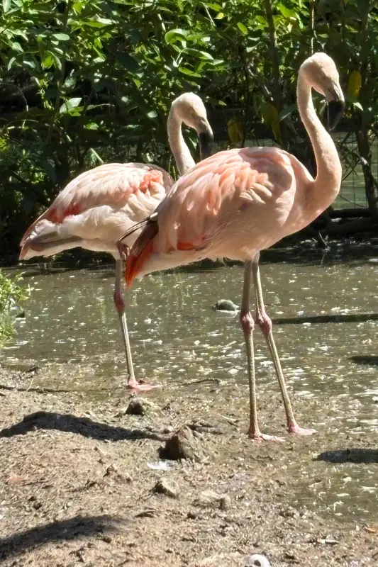 notícia: Novos flamingos chegam ao Mangal das Garças para reforçar bando e incentivar reprodução