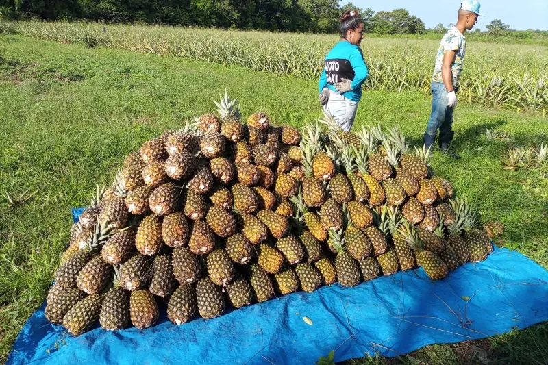 notícia: Governo do Pará beneficia mais de 25 mil agricultores com crédito em 2025