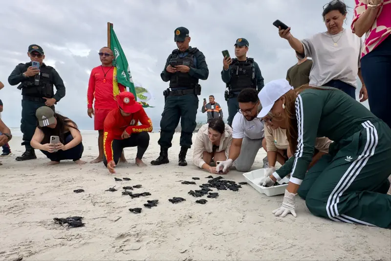 notícia: Soltura de filhotes de tartaruga marinha mobiliza comunidade em Salinópolis