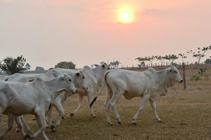 notícia: Adepará reforça chamada para produtores rurais atualizarem o cadastro agropecuário