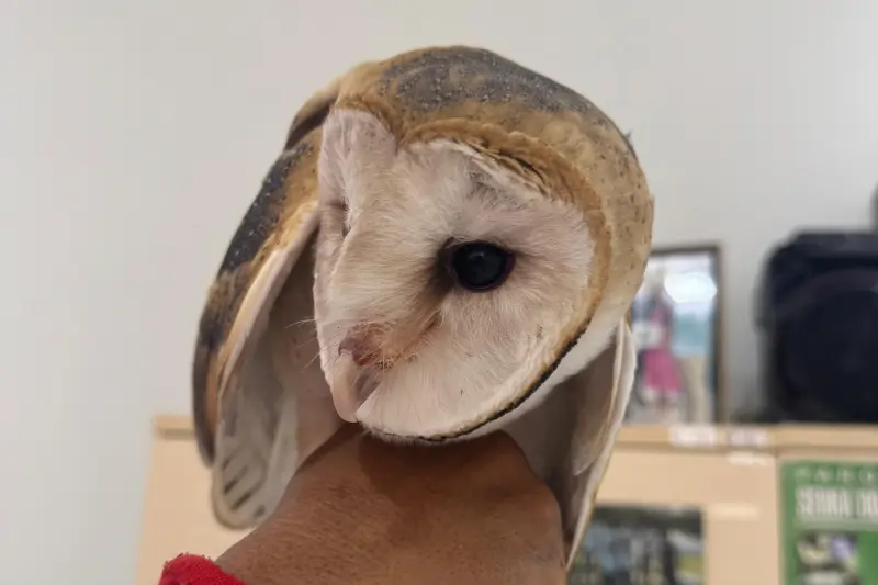 notícia: Brigadistas do Ideflor-Bio resgatam coruja-das-torres em São Geraldo do Araguaia