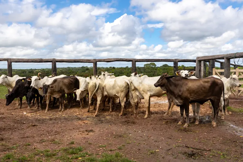 notícia: Pará avança com programa pioneiro de rastreabilidade animal
