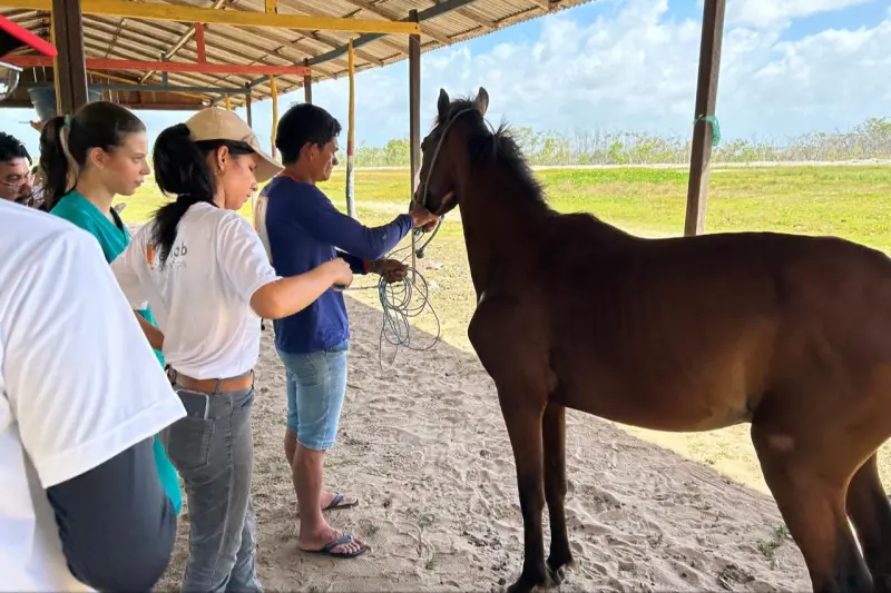 notícia: Projeto leva atendimento veterinário a cavalos da APA Algodoal-Maiandeua, em Maracanã