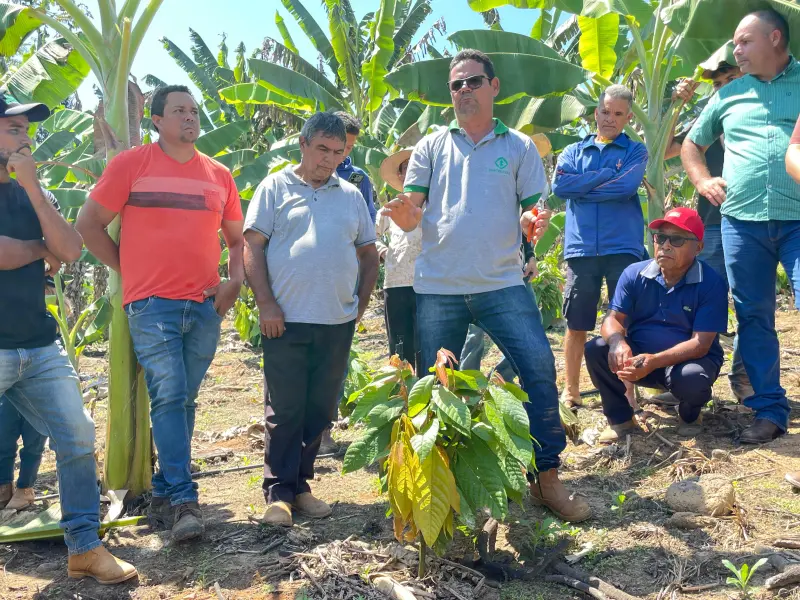 notícia: Emater realiza oficina de poda de formação de cacau para ampliar produção em Rurópolis