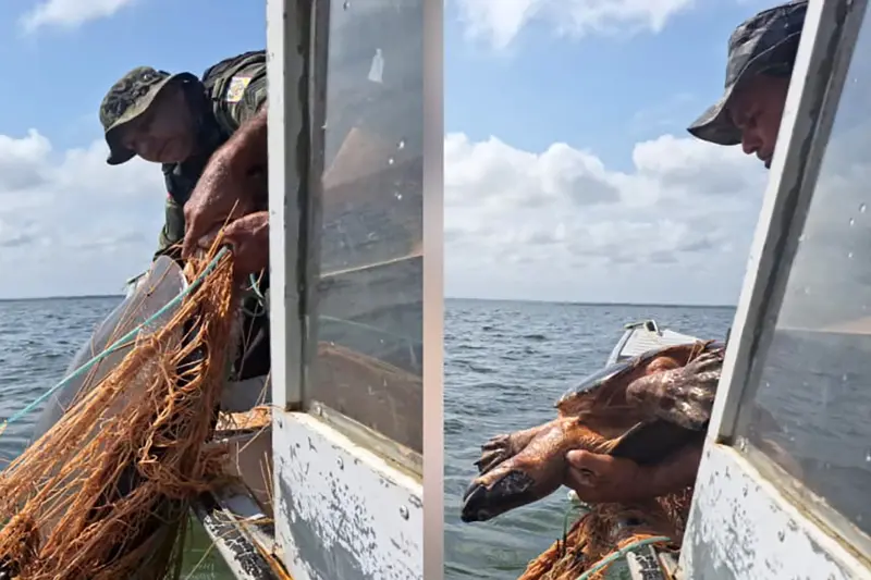 notícia: Comando de Policiamento Ambiental apreende materiais de pesca ilegal e resgata tartarugas-da-Amazônia em Senador José Porfírio