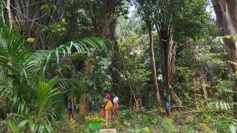 notícia: Ideflor-Bio e Escola Tecnológica de Salvaterra instalam sistema agroflorestal em comunidade