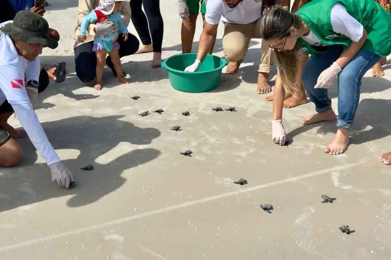 notícia: Filhotes de tartarugas marinhas são soltos na Praia da Princesa, na APA Algodoal-Maiandeua