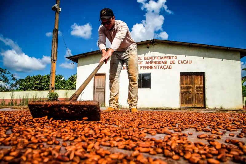 notícia: “Guia de Qualidade do Cacau paraense” incentiva fortalecimento da cadeia do fruto no Estado