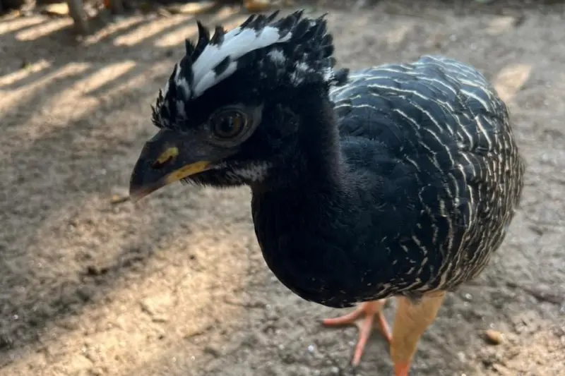 notícia: Filhote de mutum-de-penacho já pode ser visto pelos visitantes do Mangal das Garças