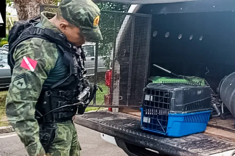 notícia: Batalhão de Polícia Ambiental resgata filhote de araçari em área residencial do município de Ananindeua