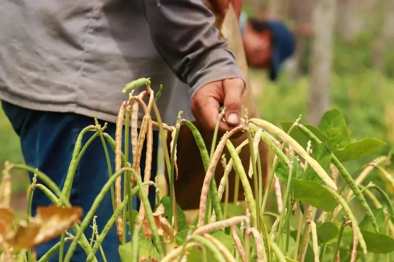 notícia: Sedap trabalha para implantar programa de produção de sementes melhoradas de feijão-de-corda