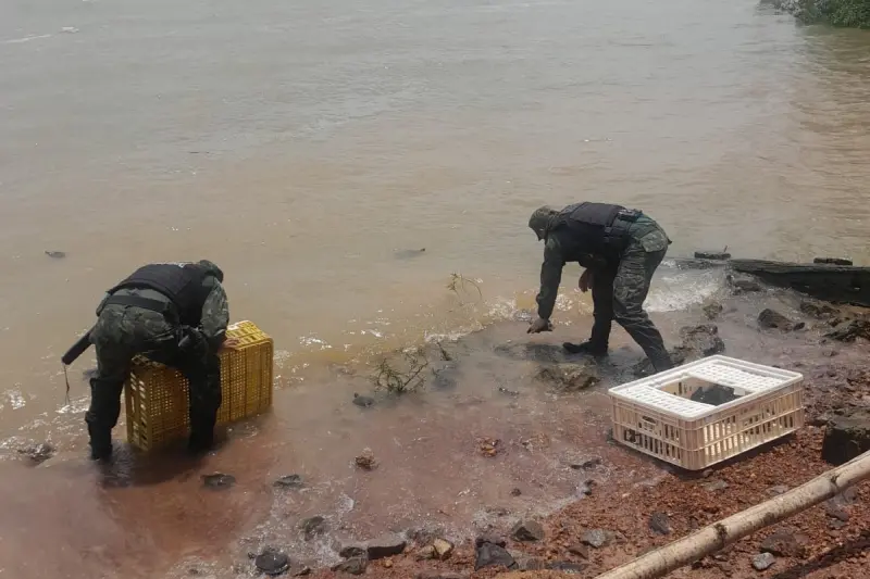 notícia: Polícia Militar e entidades parceiras dão apoio à soltura de 465 quelônios na Alça Viária, próximo a Belém