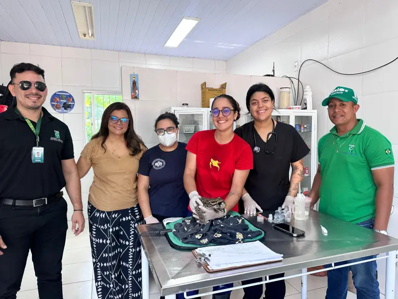notícia: Família de Soure entrega, de forma voluntária, filhote de jaguatirica à reabilitação em Belém