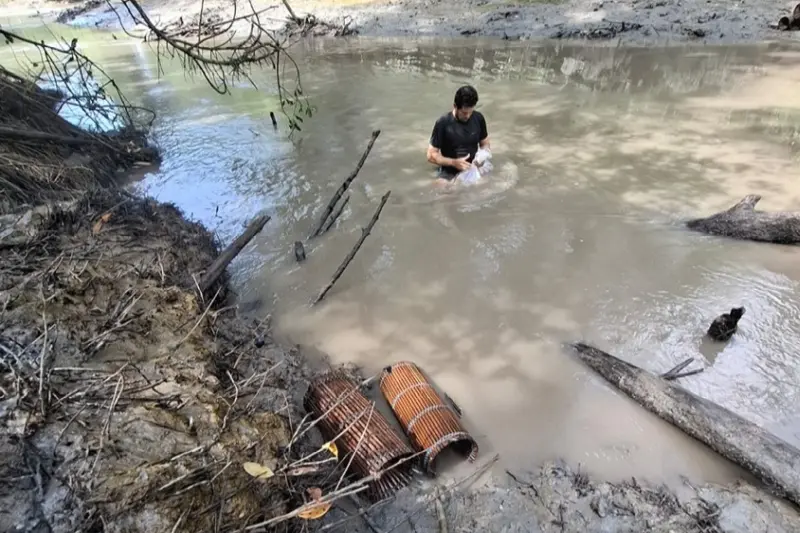 notícia: Inovação tecnológica fomenta produção sustentável do camarão-da-Amazônia