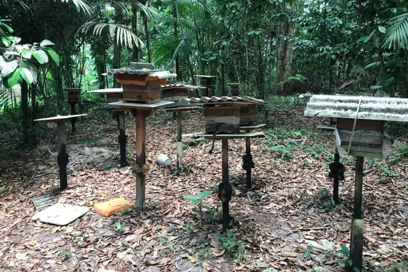 notícia: No Pará, abelhas geram renda, preservam a floresta e produzem mais que mel