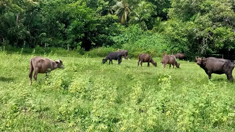 notícia: Calendário agrícola divulgado pelo IBGE reafirma a força das cadeias tradicionais e também a expansão dos grãos no Pará