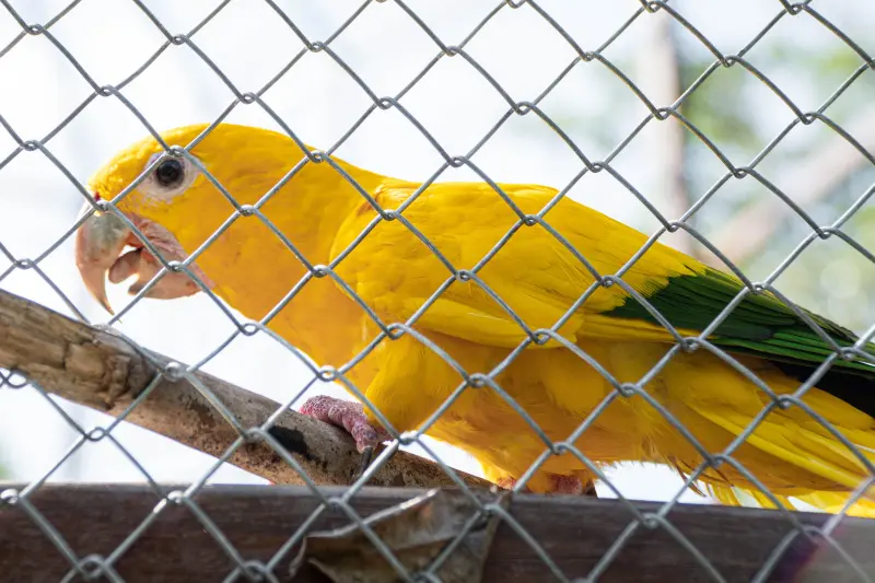 notícia: Novas ararajubas chegam a Belém e marcam mais um avanço no esforço de conservação da espécie