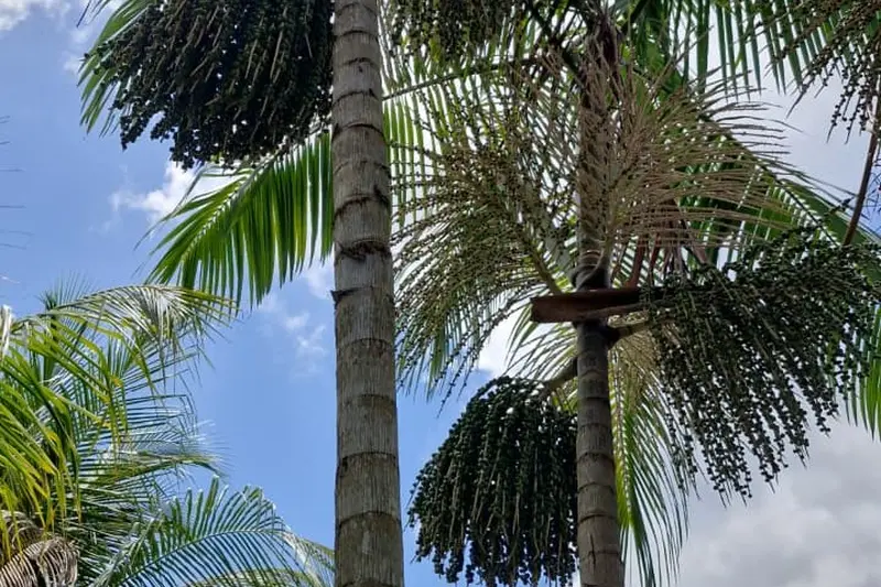 notícia: Pará celebra crescimento e tem liderança no setor agrícola com culturas, como açaí e cacau