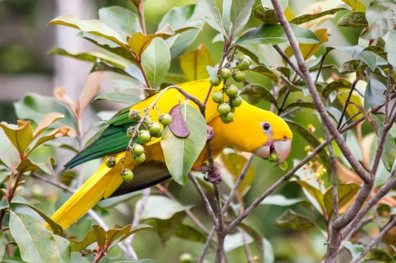 notícia: Ideflor-Bio lidera número de projetos aprovados no Pavilhão Pará da COP30