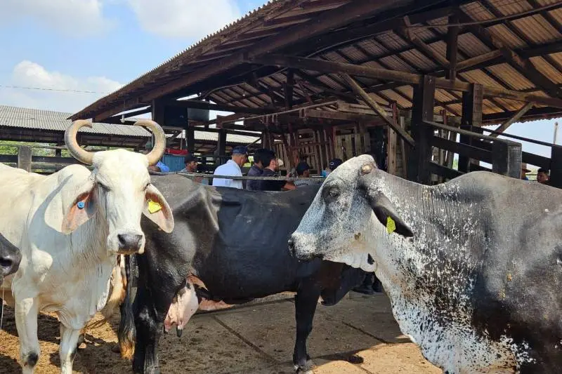 notícia: Pecuária paraense avança com novas adesões ao Programa de rastreabilidade sustentável