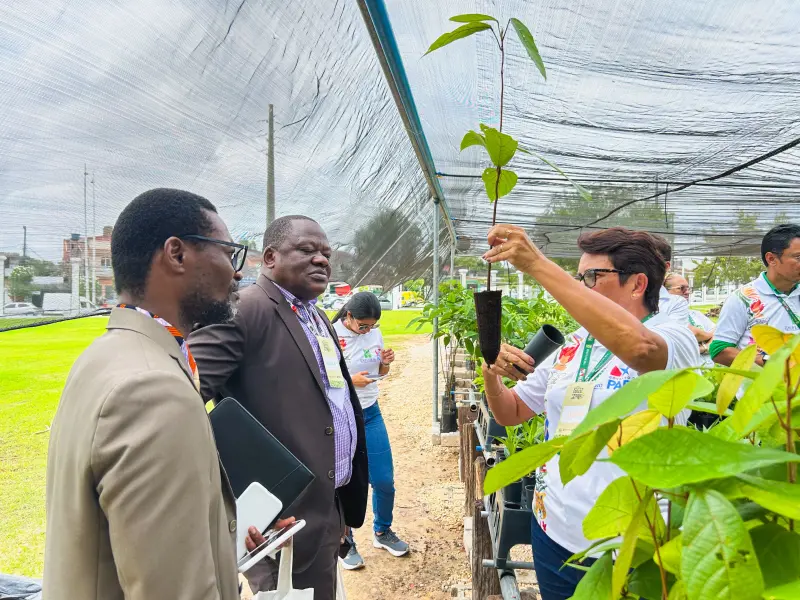 notícia: Ideflor-Bio e comitiva da Costa do Marfim fortalecem cooperação em sistemas agroflorestais